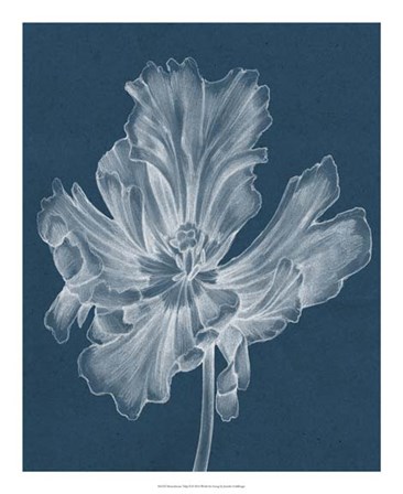 Monochrome Tulip II by Jennifer Goldberger art print