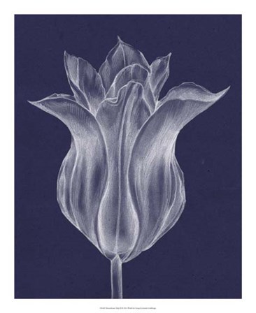 Monochrome Tulip III by Jennifer Goldberger art print