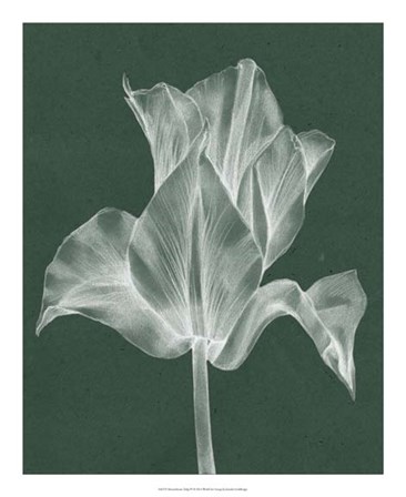Monochrome Tulip IV by Jennifer Goldberger art print