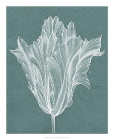 Monochrome Tulip V by Jennifer Goldberger art print