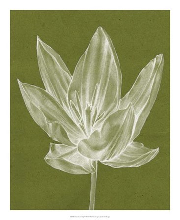 Monochrome Tulip VI by Jennifer Goldberger art print