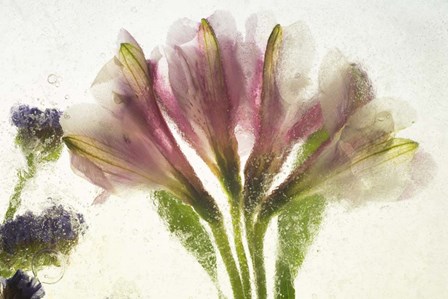 Flores en Hielo VII by Moises Levy art print