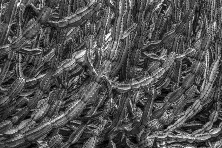 Old Cactus 1 by Moises Levy art print