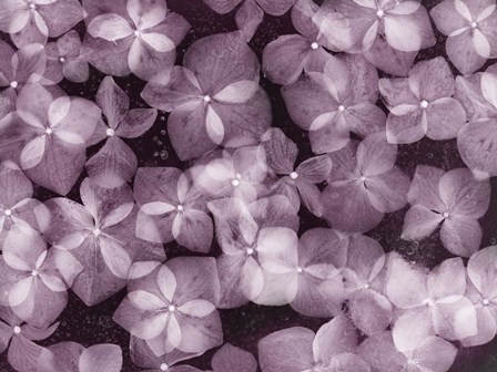 Flores Azules X Color by Moises Levy art print