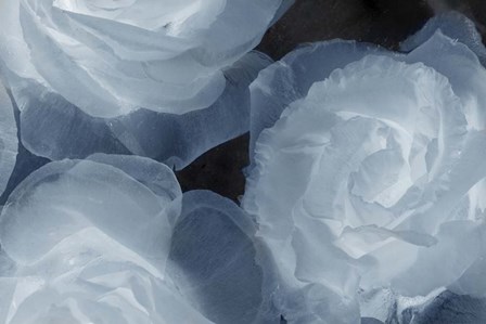 Rosas Azules 2 by Moises Levy art print