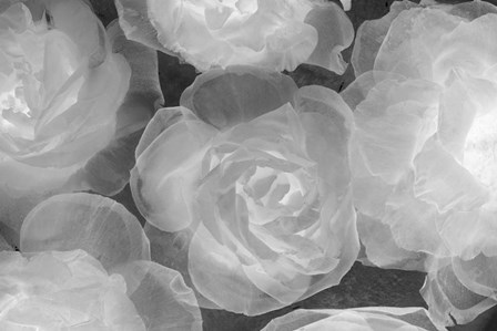 Rosas Blancas by Moises Levy art print
