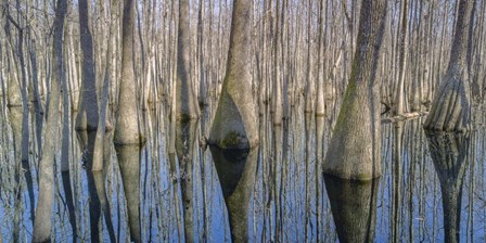 Cypress Reflection Panoramic by Moises Levy art print