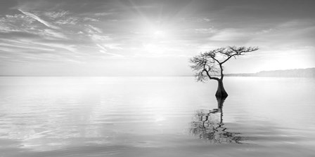 Judge II by Moises Levy art print