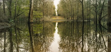 Suwanne Reflection Panoramic by Moises Levy art print