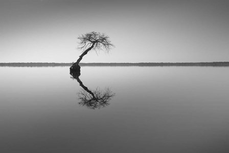 Tree at Lake 1 by Moises Levy art print
