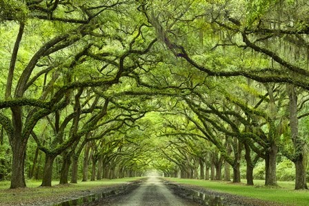 Oaks Avenue 1 by Moises Levy art print