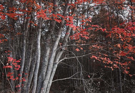 Arboles Acadia 2 by Moises Levy art print