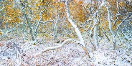 Tired Trees 3 by Moises Levy art print