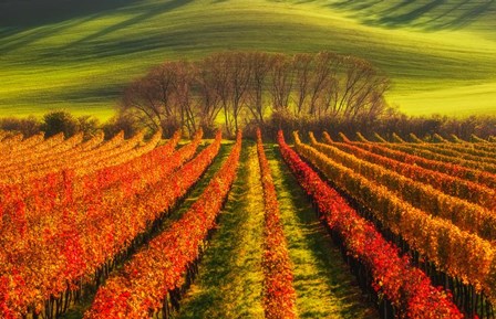 Vine-Growing by Piotr Krol (Bax) art print