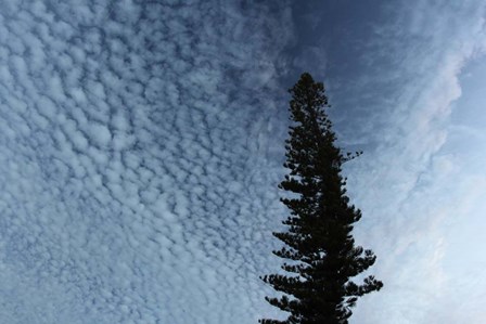 Lone Cedar Sky by Robert Goldwitz art print