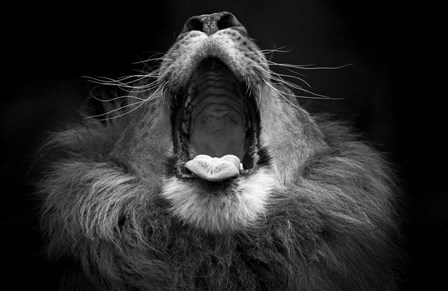 Mujambi by SD Smart art print