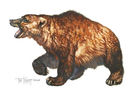 Cave Bear by Tim Knepp art print