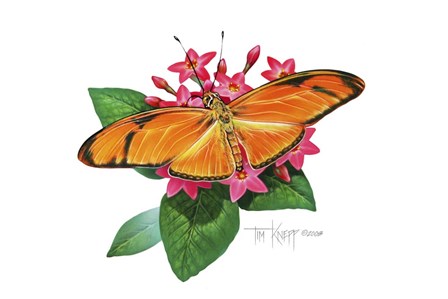 Julia Butterfly by Tim Knepp art print