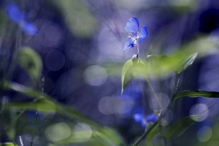 BC Once Upon A Morning by Incredi art print