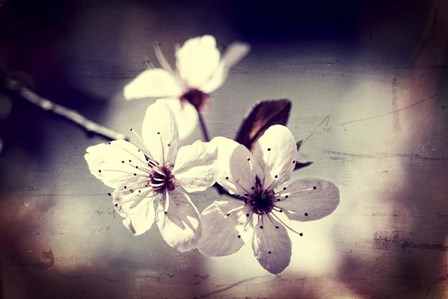 Memory Of Spring by Incredi art print