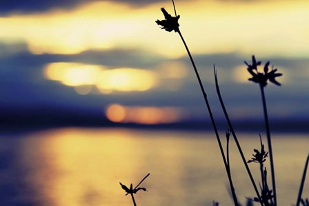 Sunset Thoughts by Incredi art print