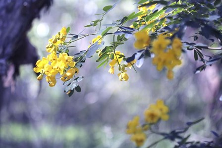 Yellow In Her Garden by Incredi art print