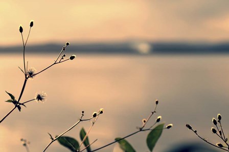 Land Of Silence by Incredi art print