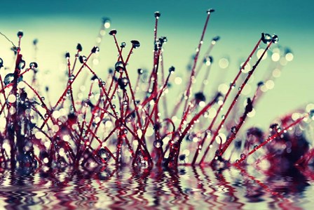 Let Them Shine by Incredi art print