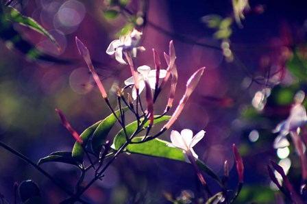 Like Sunday Morning by Incredi art print