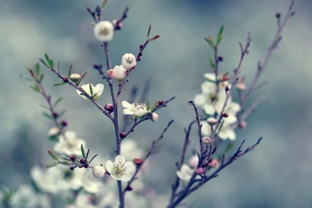 Spring Impressions by Incredi art print