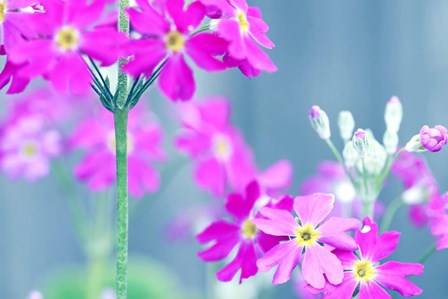 Summer Concert by Incredi art print