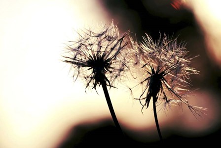 Summer Romance by Incredi art print