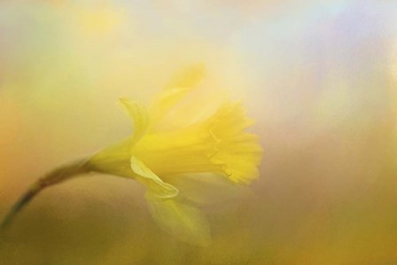First Spring Bloom by Jai Johnson art print