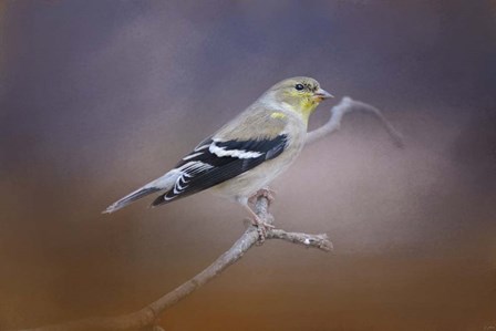 Goldfinch In The Light by Jai Johnson art print