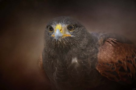 Portrait Of The Harris Hawk by Jai Johnson art print