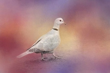 Spring Eurasian Collared Dove by Jai Johnson art print