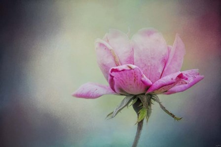 The Last Pink Rose by Jai Johnson art print