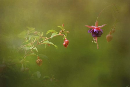 Fuchsia Buds and Bloom by Jai Johnson art print