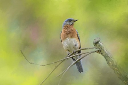 Bluebird On A Spring Day by Jai Johnson art print