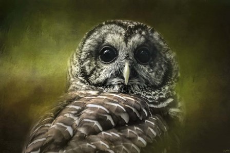 Barred Owl In The Grove by Jai Johnson art print