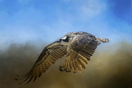 Osprey Over Pickwick by Jai Johnson art print