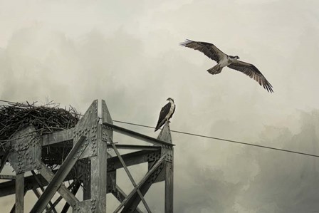 Ospreys At Pickwick by Jai Johnson art print