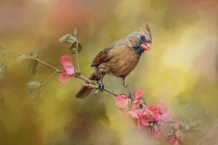 Spring Cardinal 1 by Jai Johnson art print
