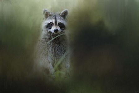Little Bandit by Jai Johnson art print
