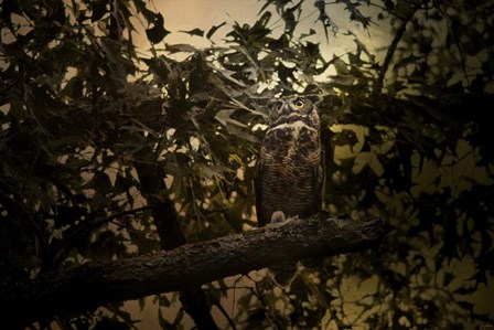 Night of The Owl 3 by Jai Johnson art print