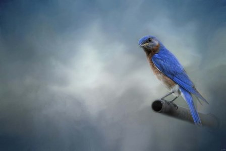 Bluebird On Patrol by Jai Johnson art print