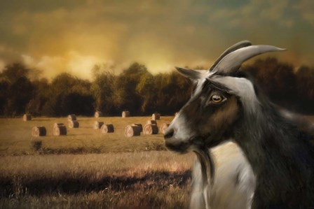 Hay Buffet by Jai Johnson art print