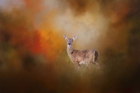 Illuminated By The Autumn Light by Jai Johnson art print