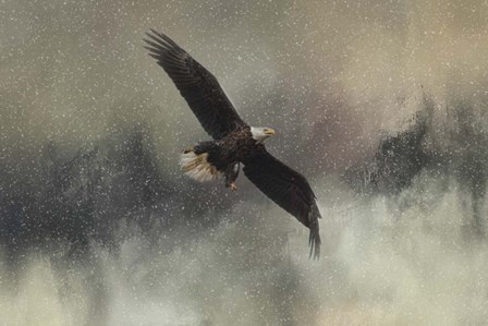 Winter Flight by Jai Johnson art print