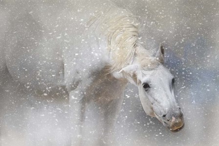 Snow Tickle by Jai Johnson art print